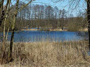 Kleiner Zabelsdorfer Stich – Blick vom Südufer mit Gr. Wentowsee im Hintergrund